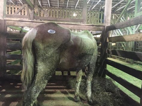 horse24|sugarcreek ohio horse auction.